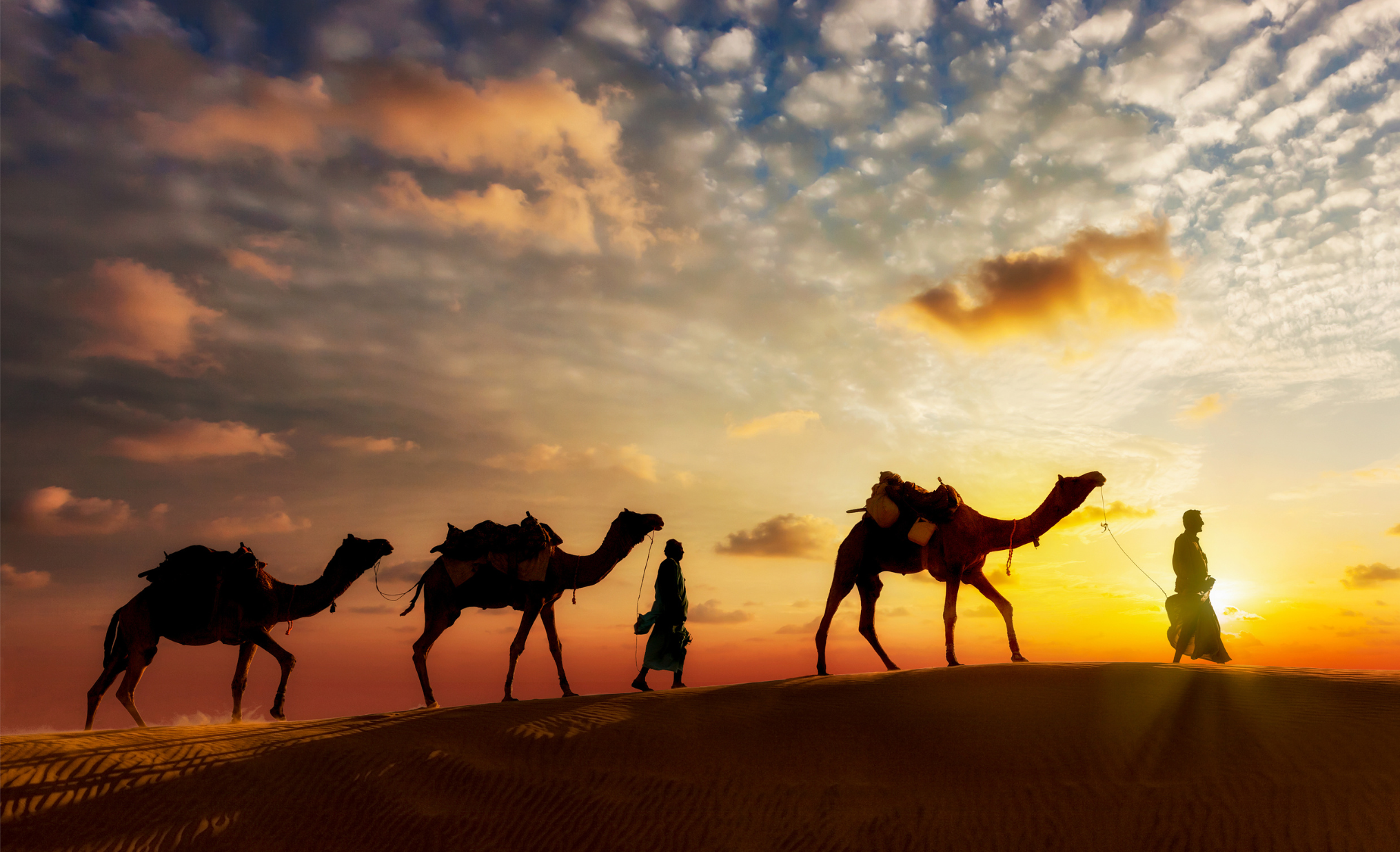 horda de camelos no deserto ao por do sol